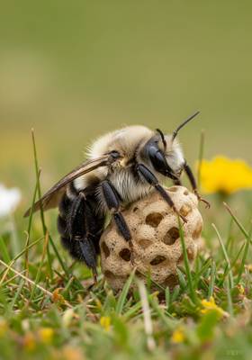 Specimen photograph of Velvet Bee