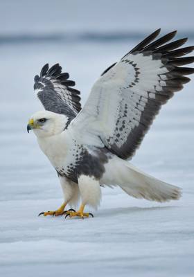 Specimen photograph of Arctic Buzzard