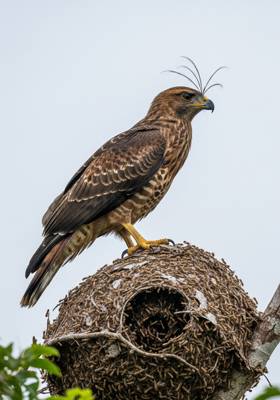 Specimen photograph of Buzzhawk