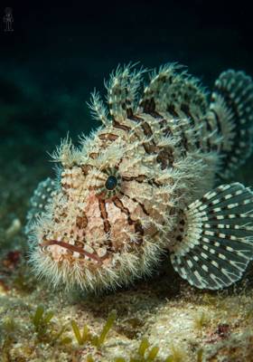 Specimen photograph of Fuzzy Scorpionfish