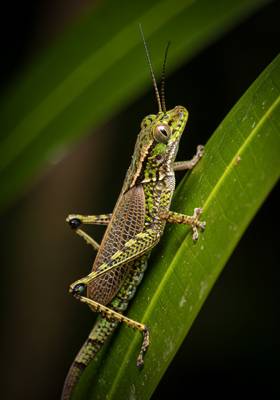 Specimen photograph of Gekkhopper