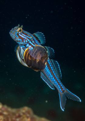 Specimen photograph of Gobbyssus