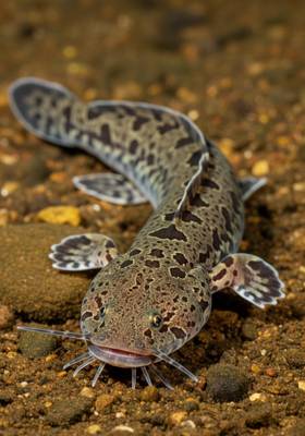 Specimen photograph of Hellbenderfish