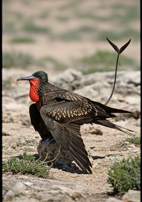 Specimen photograph of Lizardwing
