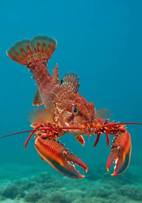 Specimen photograph of Lobsterfish