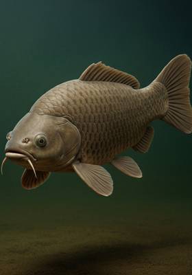 Specimen photograph of Mud Scale