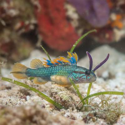 Specimen photograph of Nudiblen