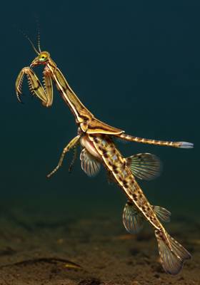 Specimen photograph of Ranatrox