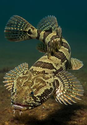 Specimen photograph of Rattlesnakefish
