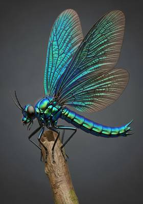 Specimen photograph of Scalefly