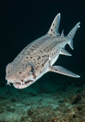 Specimen photograph of Scaleshark