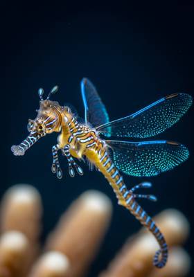 Specimen photograph of Seadragonfly