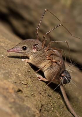 Specimen photograph of Shrewtula