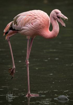 Specimen photograph of Swamp Talon