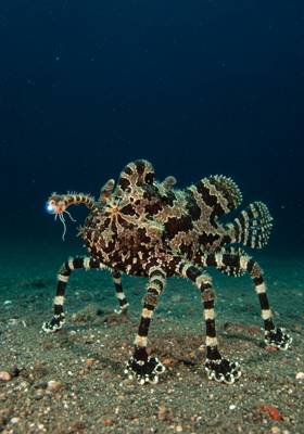 Specimen photograph of Tarantulaur