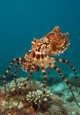 Specimen photograph of Traptopus