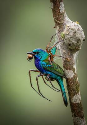 Specimen photograph of Weaverweb
