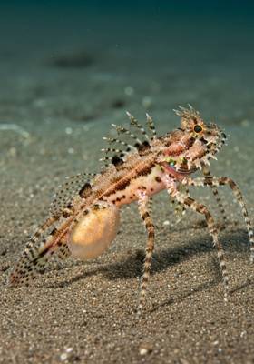 Specimen photograph of Weeverweaver