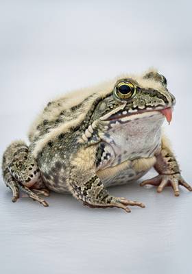 Specimen photograph of Woolfrog