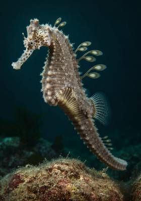Specimen photograph of Woolly Seadragon